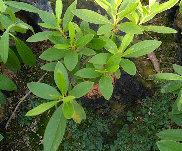 五角形粉红色花朵：毛杜鹃2