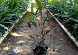 公交站旁种植的棕竹