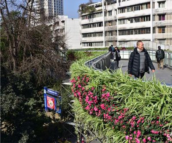 种植在人行天桥上的棕竹1