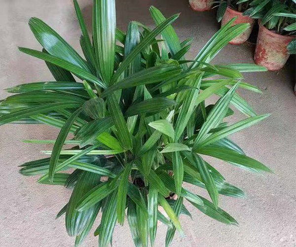 种植在人行天桥上的棕竹3