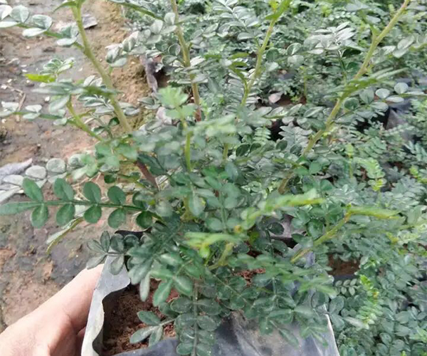 鲜花店里售卖的绿色植物：胡椒木3