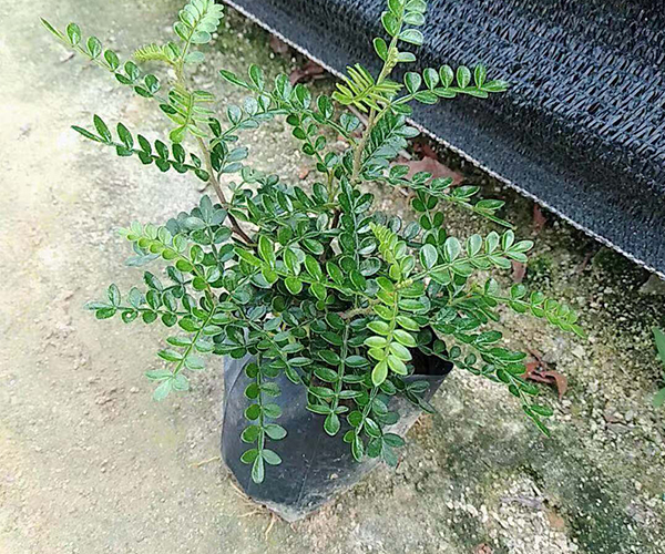 鲜花店里售卖的绿色植物：胡椒木1