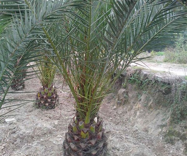 适合海边城市种植的加拿利海枣3