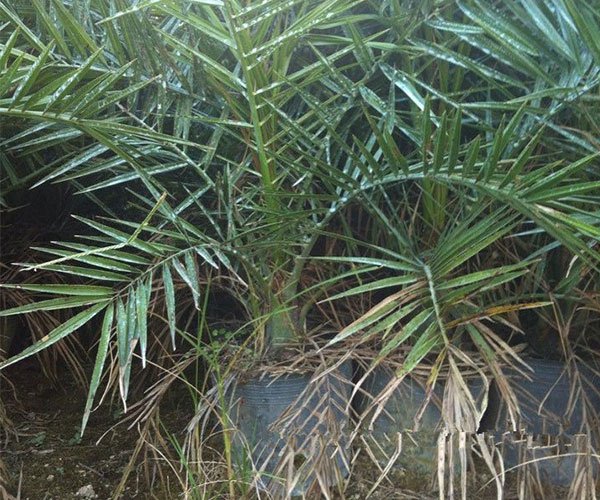 适合海边城市种植的加拿利海枣2