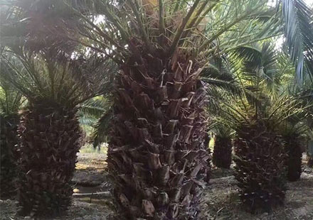 树杆直径1.1米的加拿利海枣