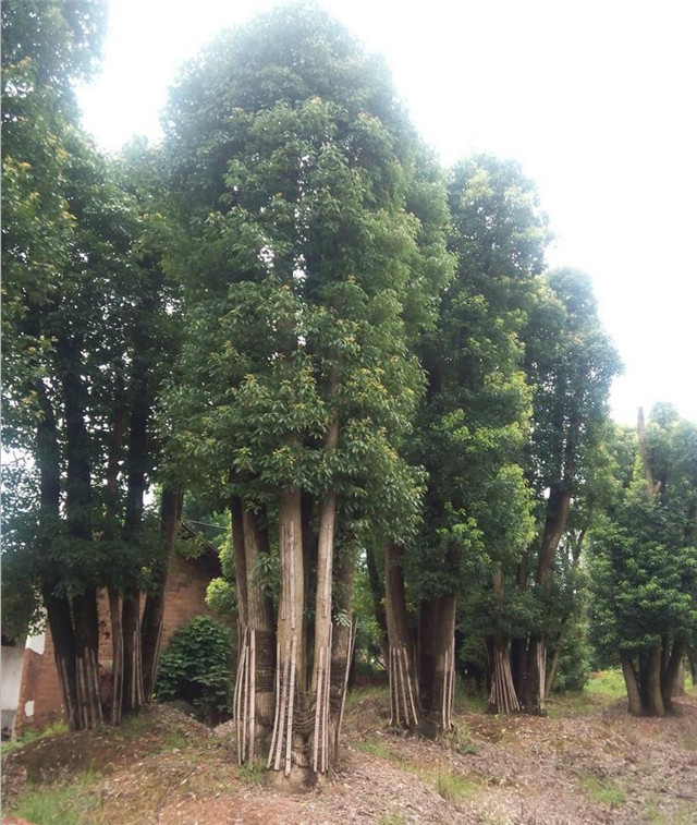 湖南30公分移植大香樟树