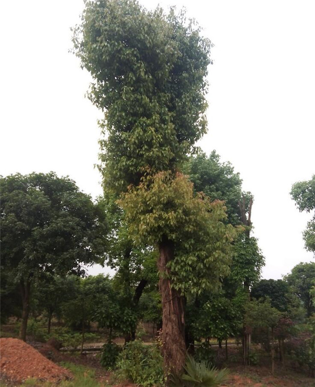湖南30公分移植大香樟树