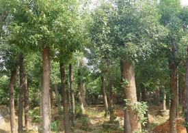 香樟是公园最常见树种排行榜的第一名