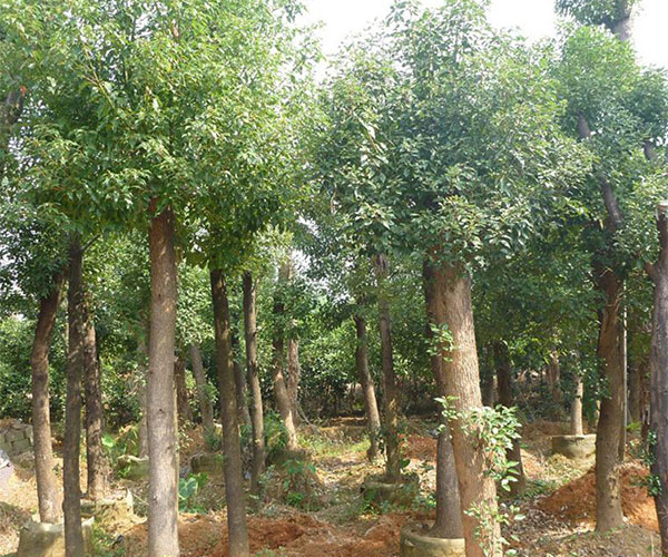 香樟是排在公园最常见树种排行榜的第一名1