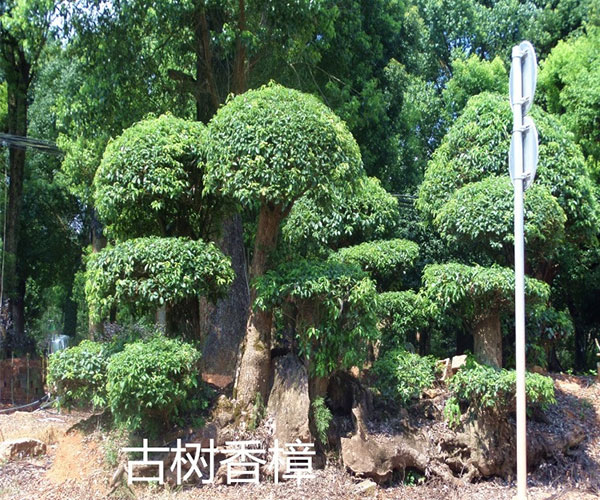香樟是排在公园最常见树种排行榜的第一名3