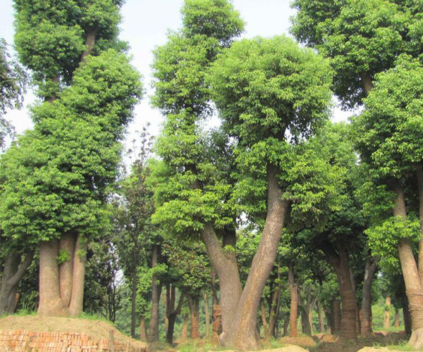 香樟是排在公园最常见树种排行榜的第一名2