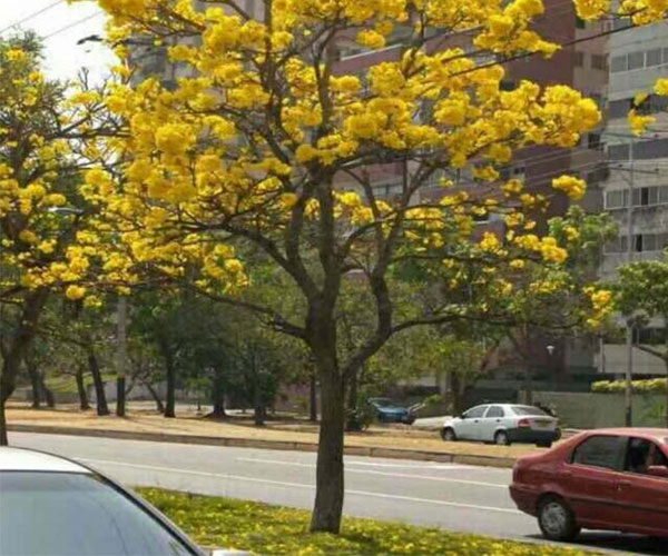 黄花风铃木