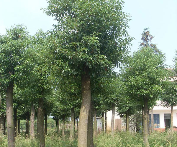 最适合种植在院子里的香樟4