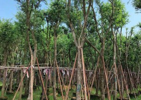 串钱柳是公园里的“明星树”