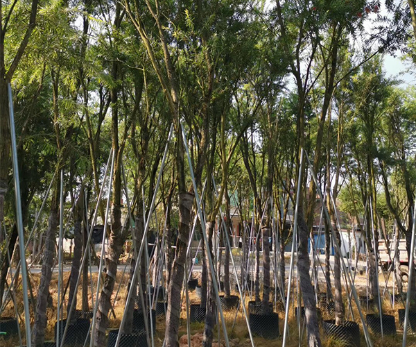 大量批发公园造景树种：串钱柳1