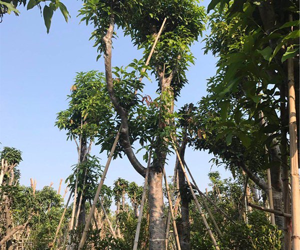 芒果树是工厂最爱的绿化果树3