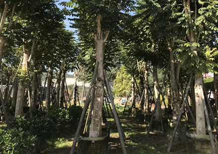 漳州地区批发大型澳洲火焰木