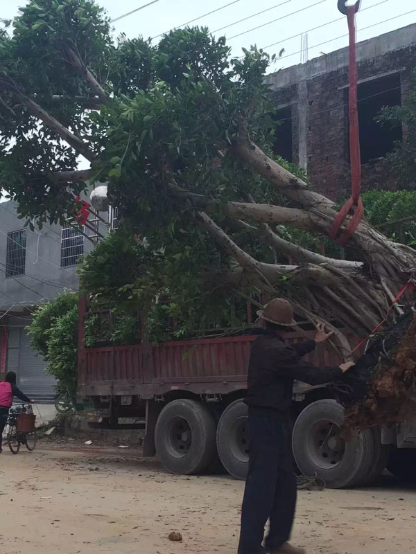 造型小叶榕装车现场实拍图2