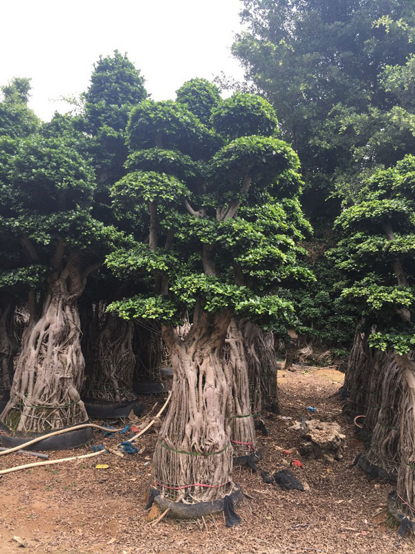 造型小叶榕苗木基地