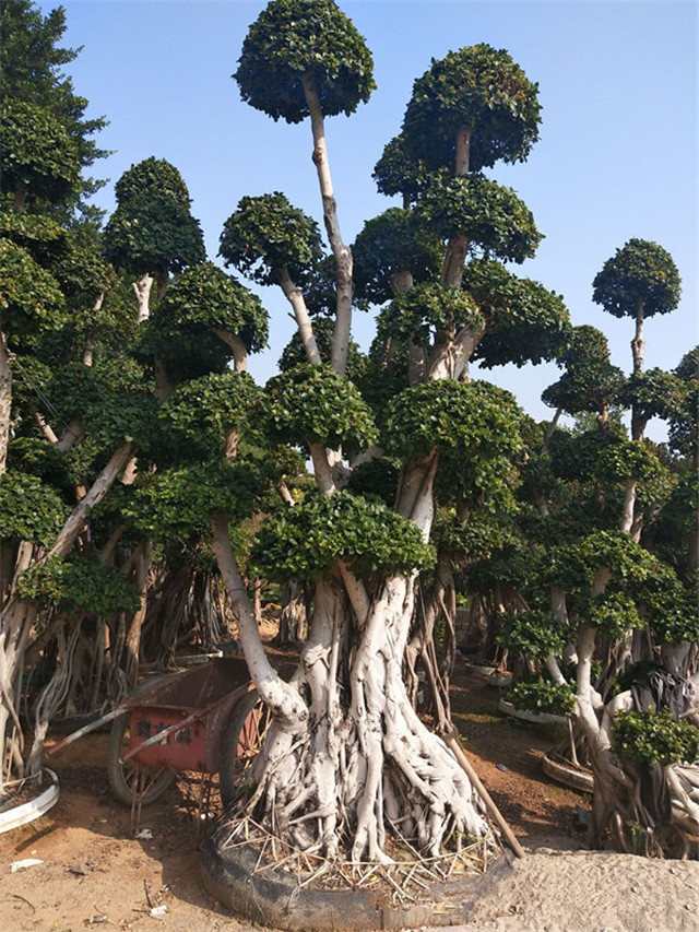 漳浦沙西小叶榕1