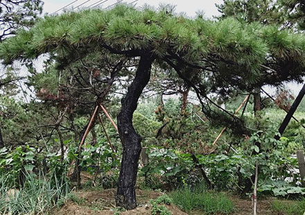 伞形枝叶的油松树