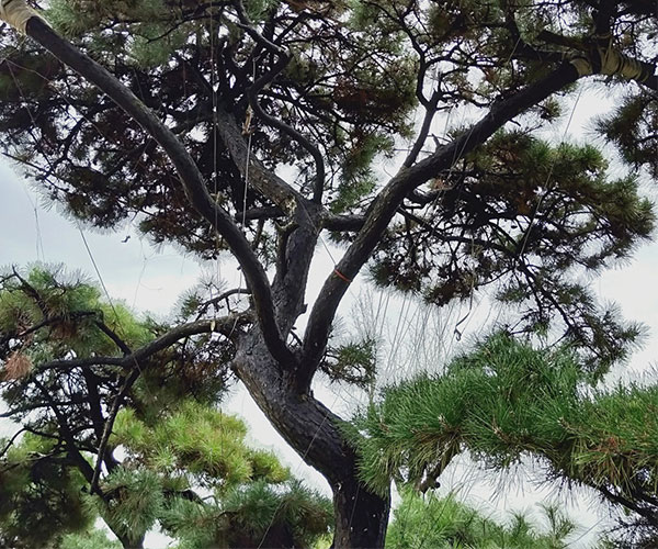 伞形枝叶的油松树2