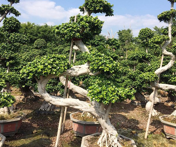 “飞龙冲天”造型的：榕树桩景3