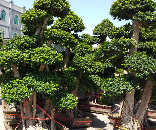 “层层叠加”的榕树桩景盆栽3