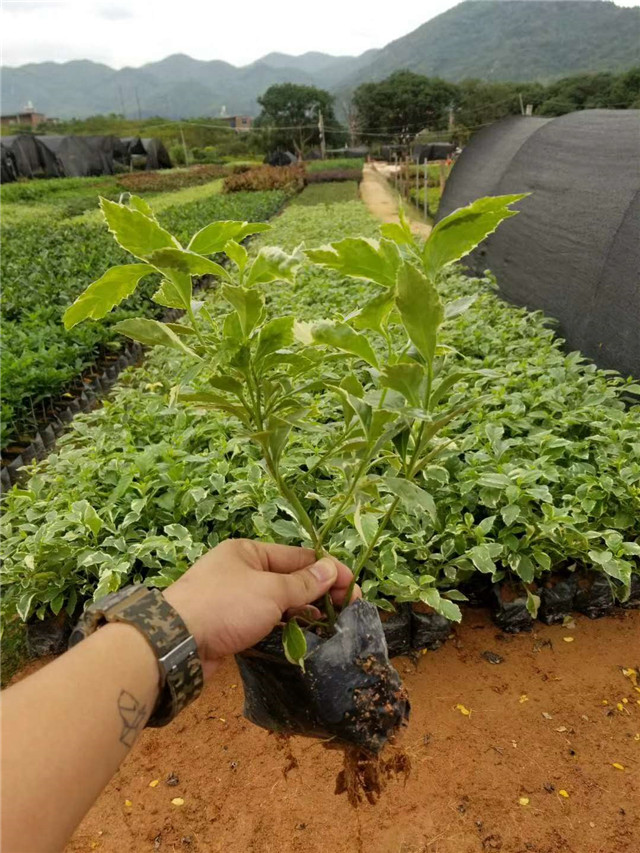 兴辉鸭脚木基地实景拍摄