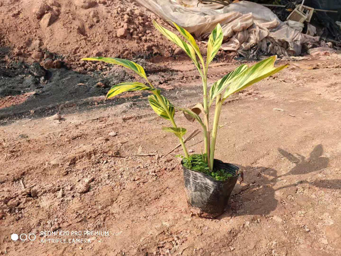 花叶良姜袋装苗