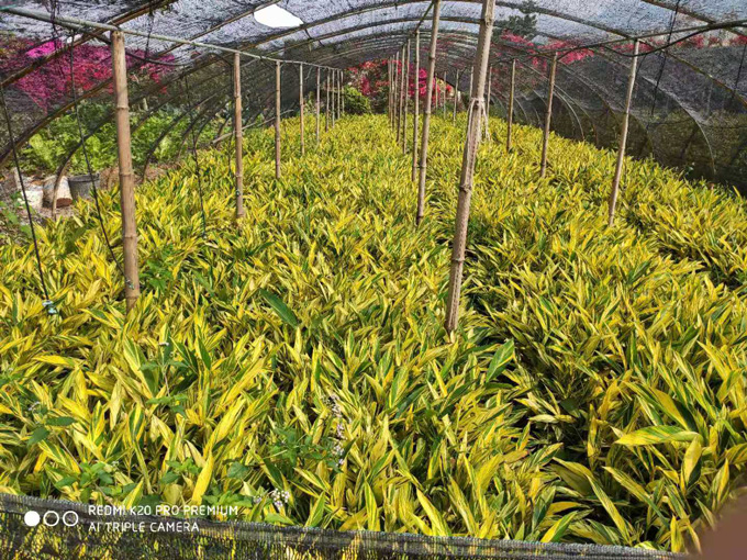 帐篷里的花叶良姜基地