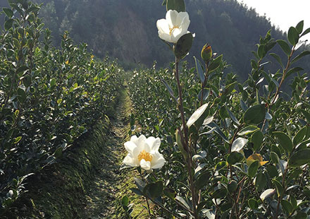 高产大果油茶苗批发