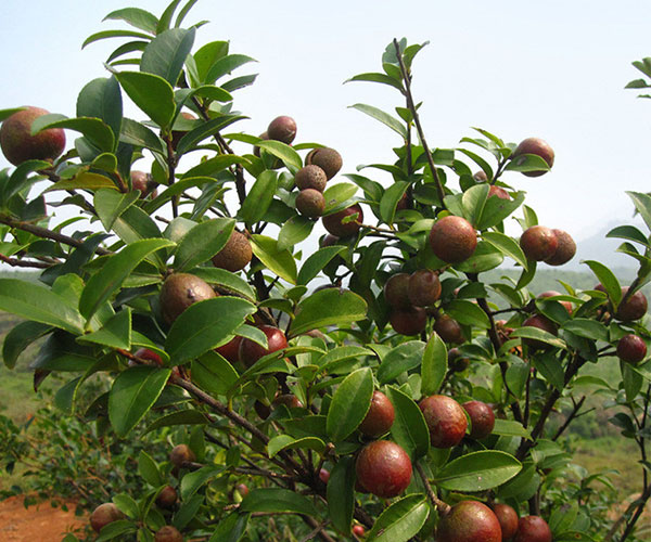 一季产果300以上的油茶苗2