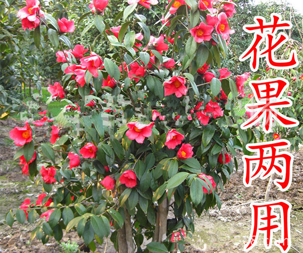 红花油茶苗盆栽1