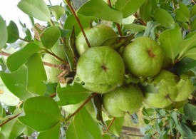 果实里面有4至5颗种子的油茶树