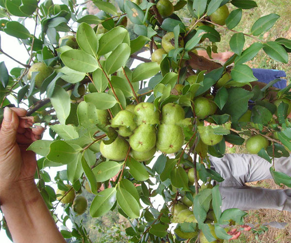 果实里面有4至5颗种子的油茶树1