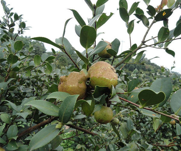 果实里面有4至5颗种子的油茶树4