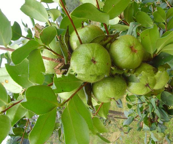 果实里面有4至5颗种子的油茶树3