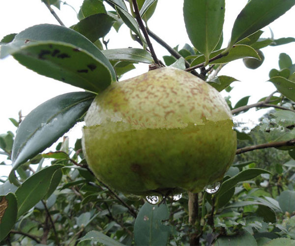 果实里面有4至5颗种子的油茶树2