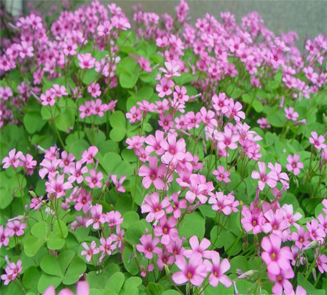 萼距花开花效果图