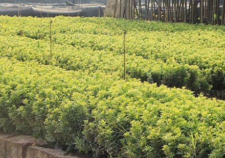 苗木基地批量种植的米兰