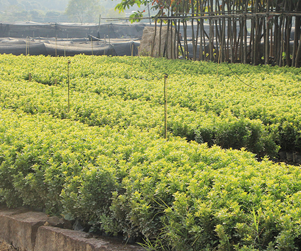 苗木基地批量种植的米兰2