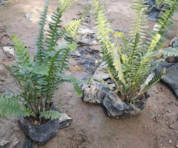 远看是草近看是“排骨”的：肾蕨2