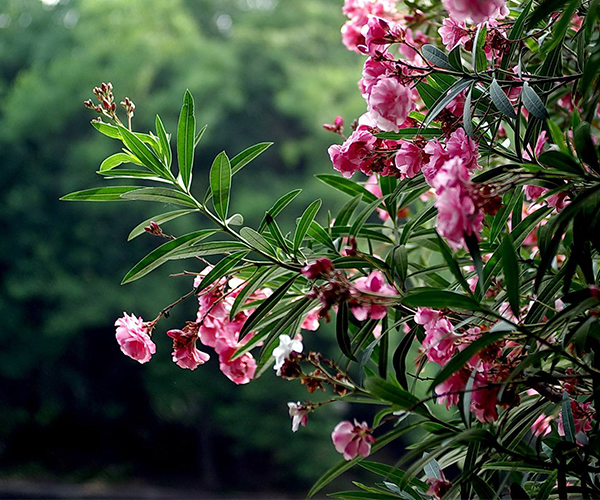 绿化带种植的小粉花：夹竹桃2