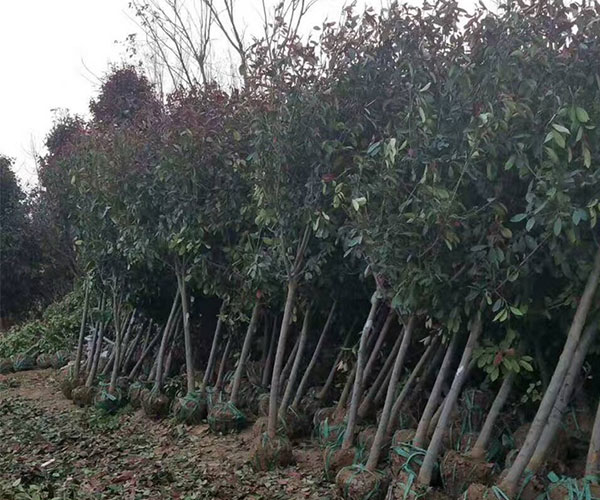 种在新土地的红叶石楠1