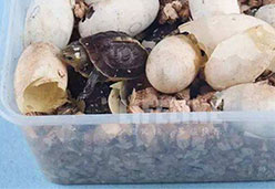 用蛭石孵化乌龟蛋