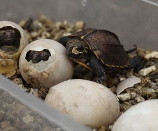 用蛭石孵化乌龟蛋2