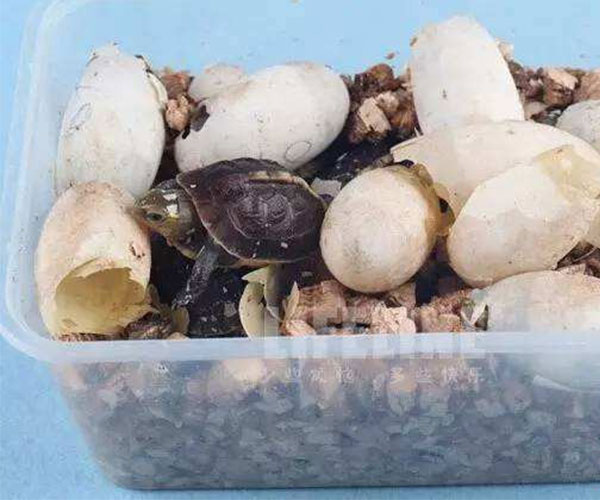 用蛭石孵化乌龟蛋3