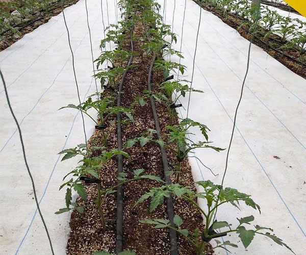 蛭石运用在种植西红柿上3