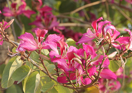 广场舞边上的陪衬树:红花紫荆